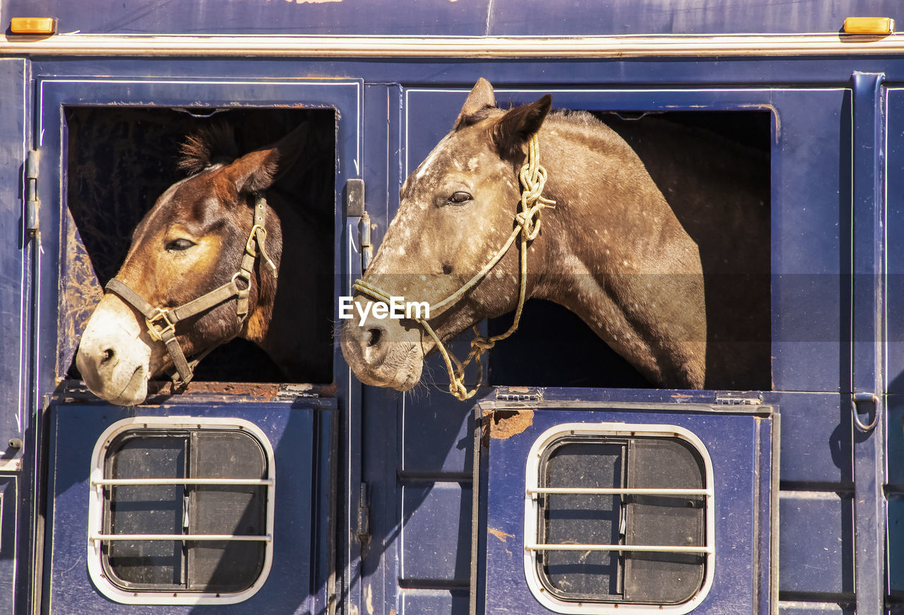 VIEW OF HORSE CART ON VEHICLE