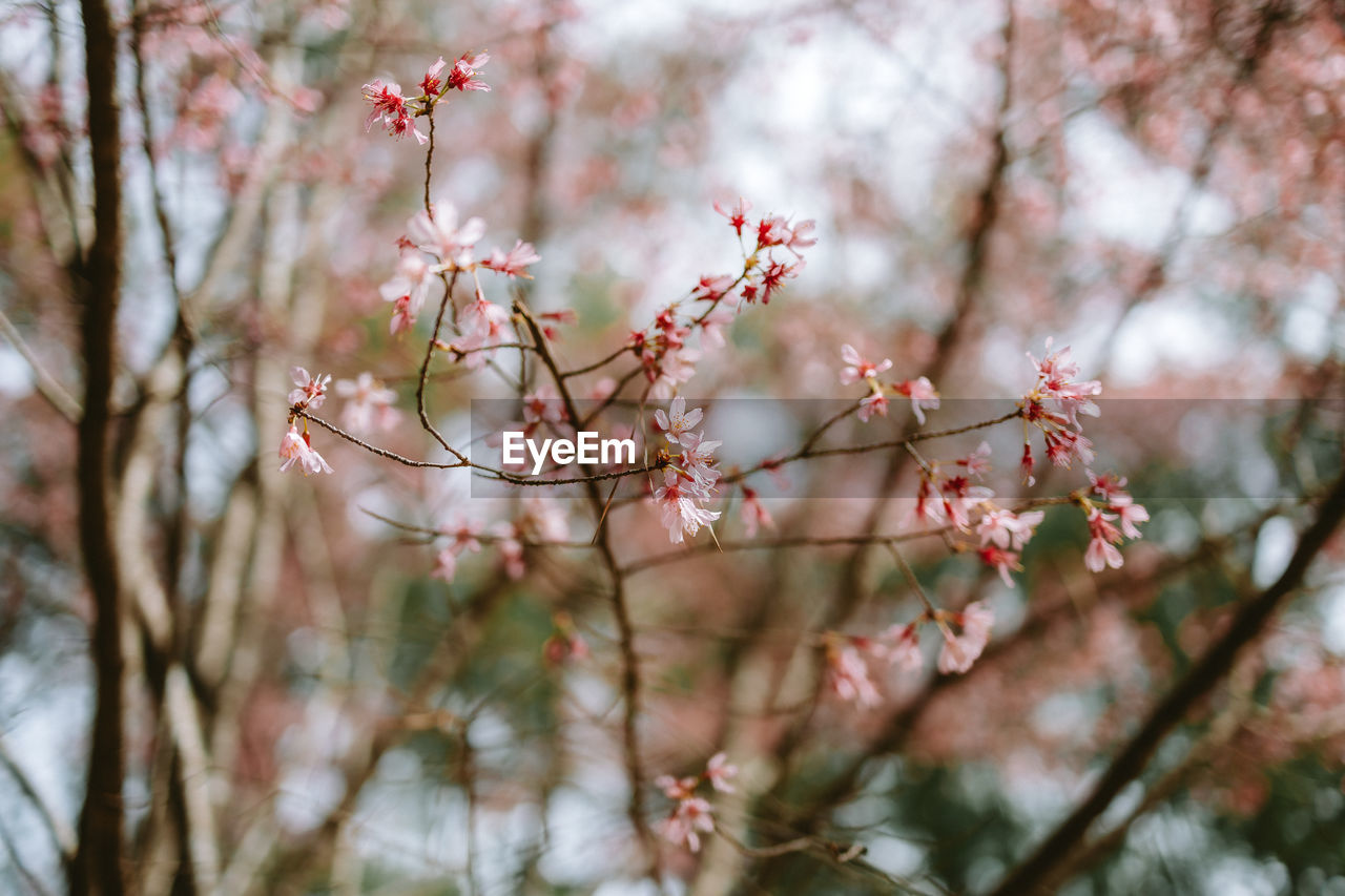 close-up of cherry blossoms in spring