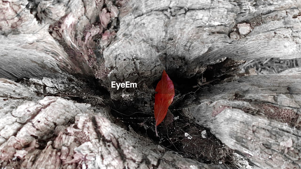 CLOSE-UP OF RED LEAF ON ROCKY SURFACE