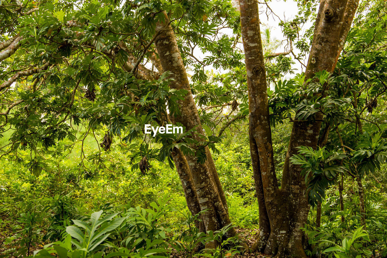 TREES AND PLANTS GROWING ON LAND