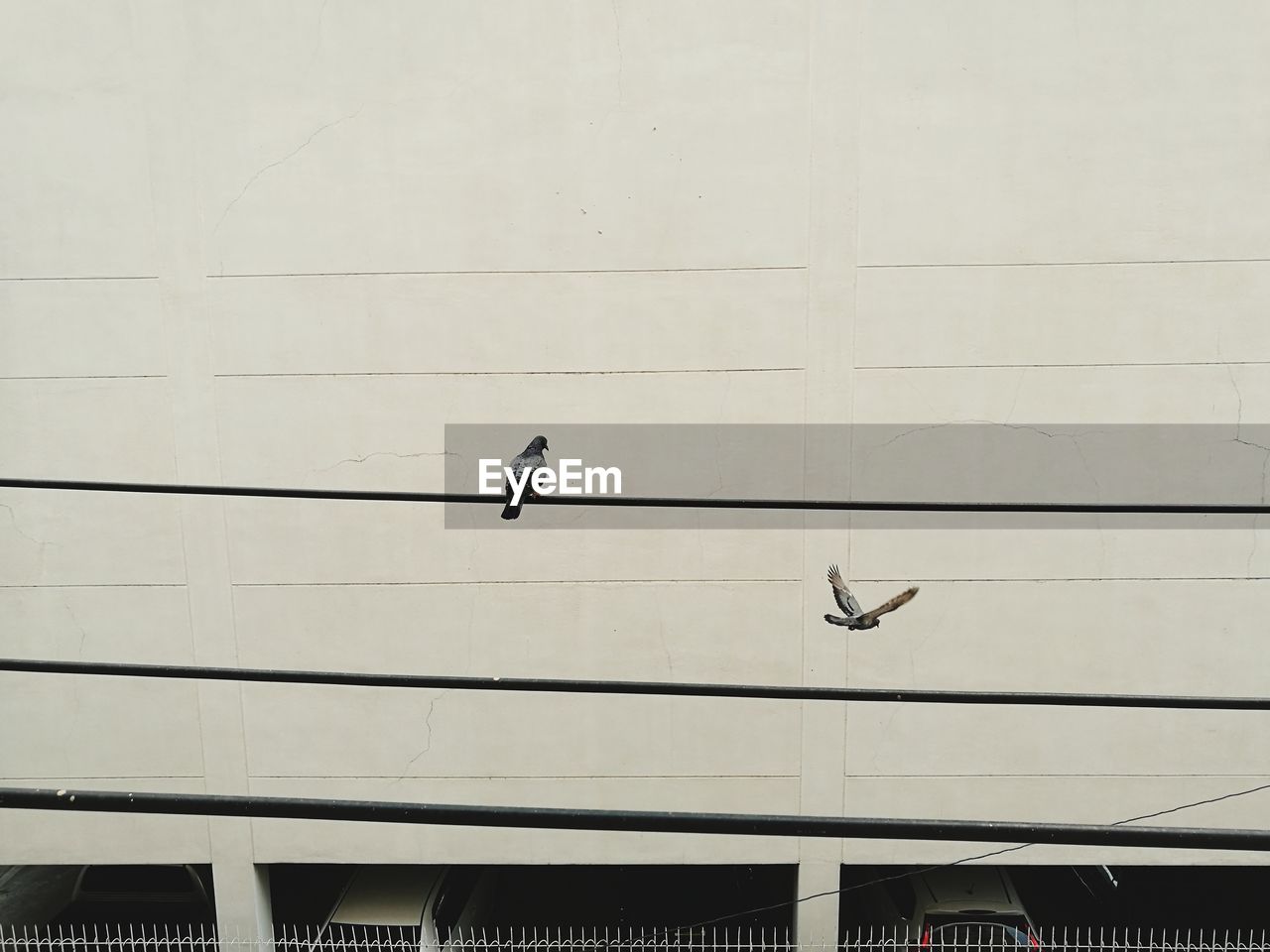 LOW ANGLE VIEW OF BIRD PERCHING ON BUILDING