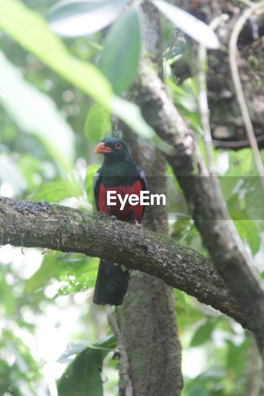 CLOSE-UP OF A BIRD PERCHING ON BRANCH