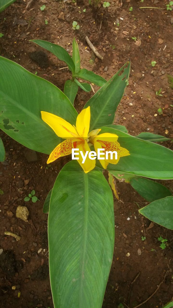 CLOSE-UP OF YELLOW FLOWERS BLOOMING IN FIELD