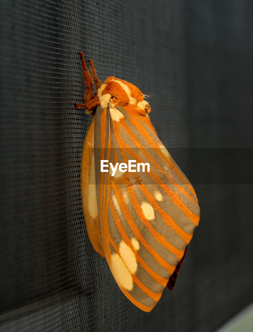 CLOSE-UP OF ORANGE BUTTERFLY ON LEAF