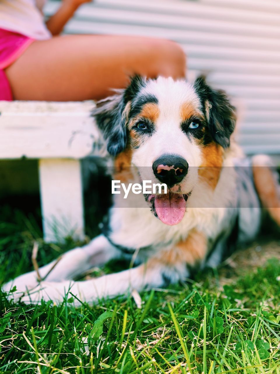 Australian shepherd laying in grass