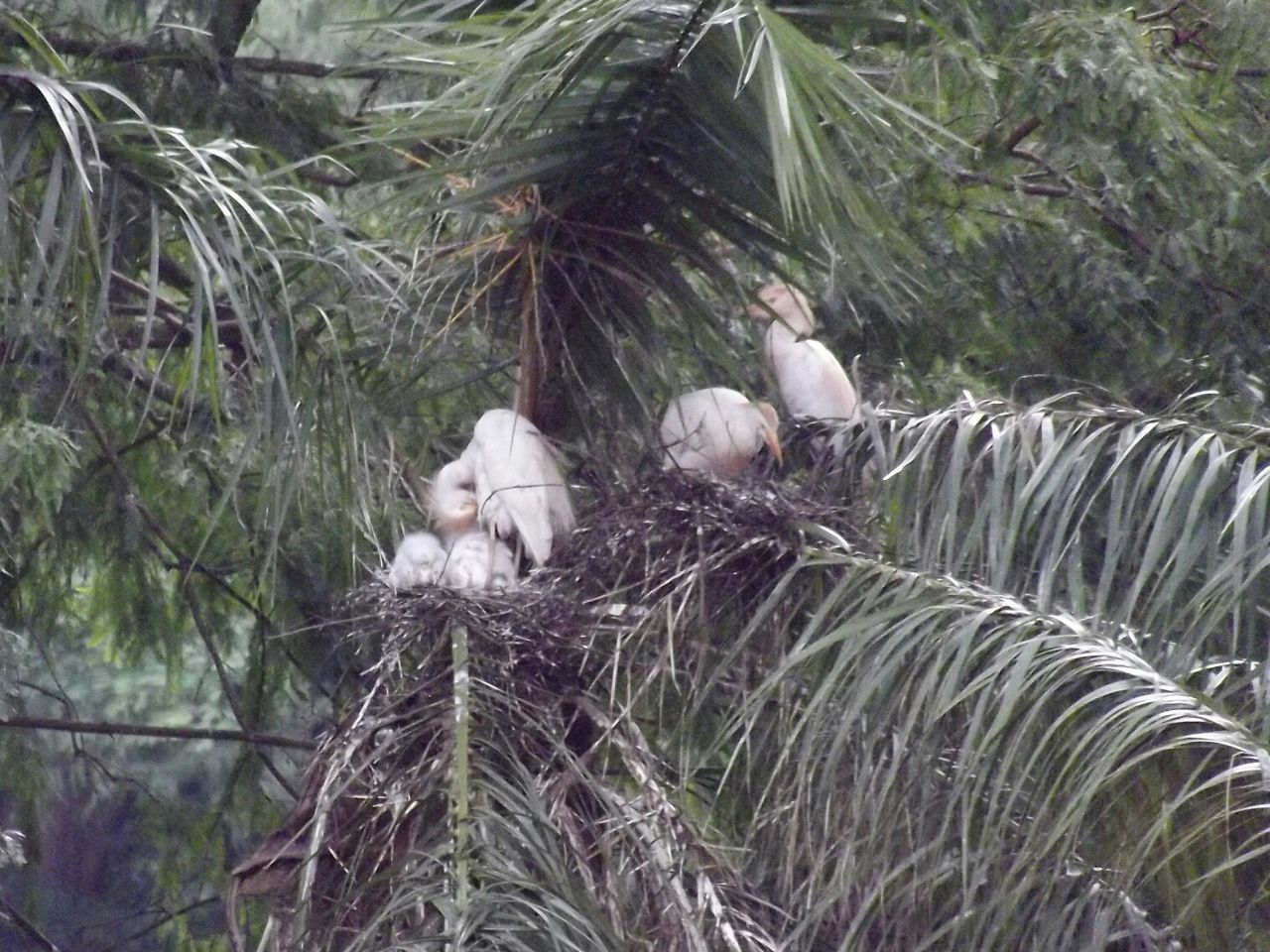 BIRDS PERCHING ON BRANCH