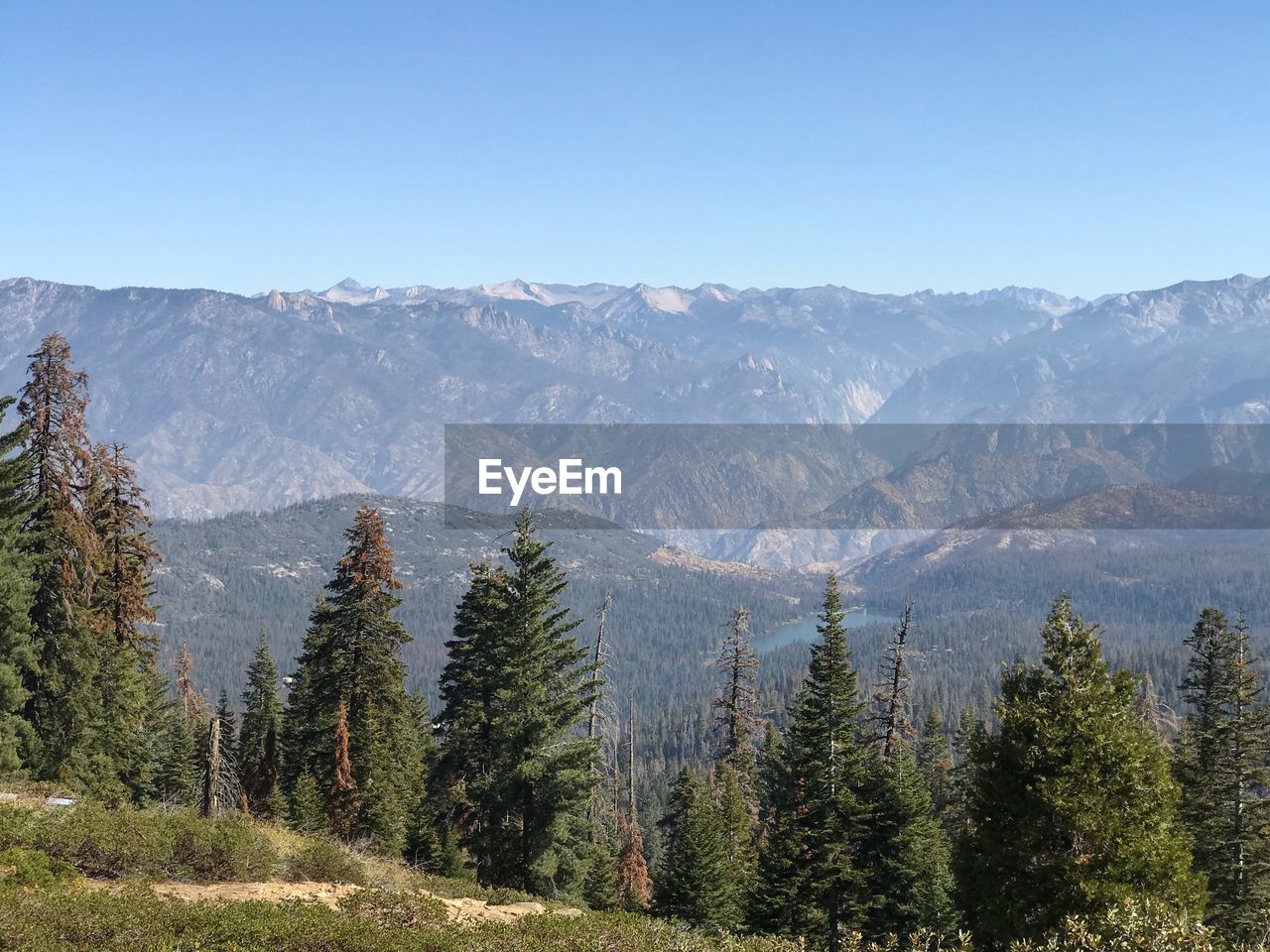 Scenic view of pine trees and mountains