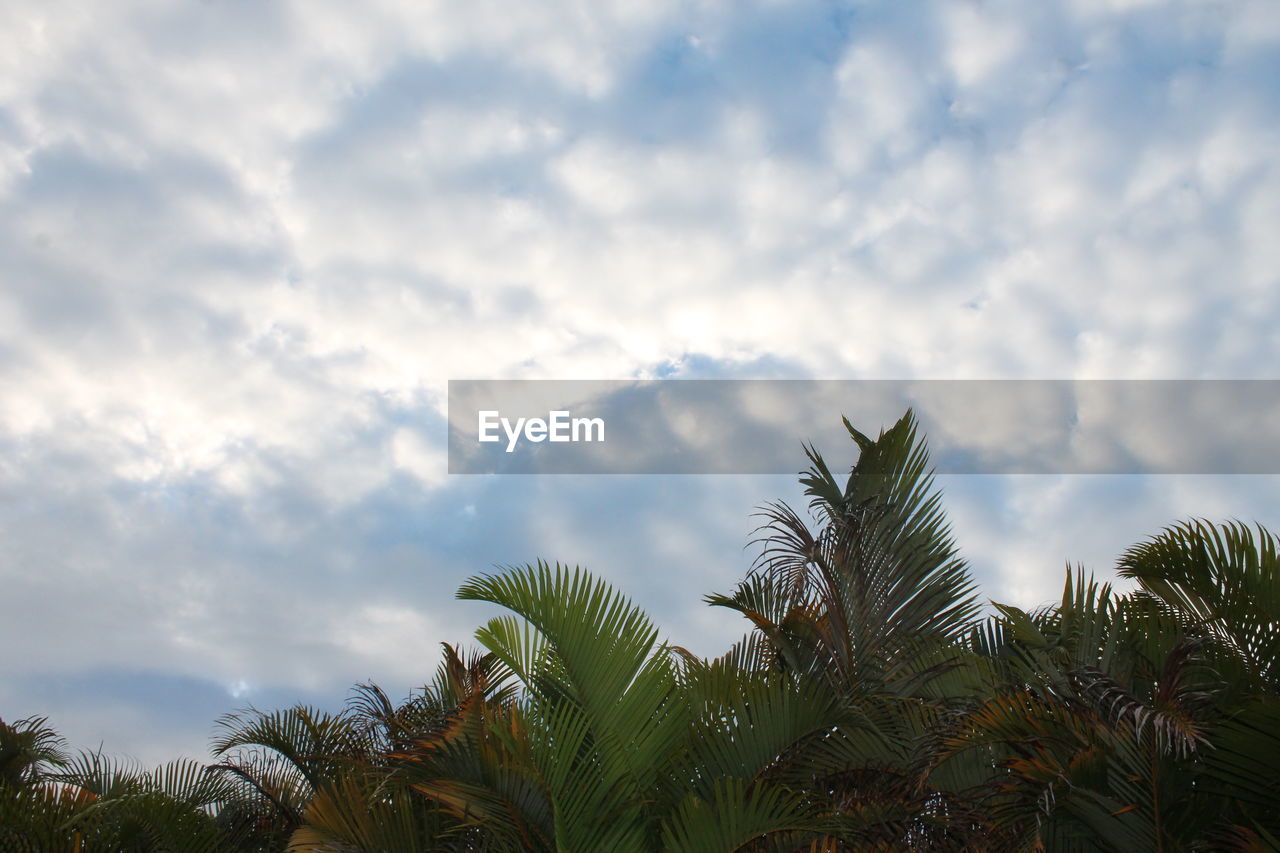 LOW ANGLE VIEW OF PALM TREE AGAINST SKY