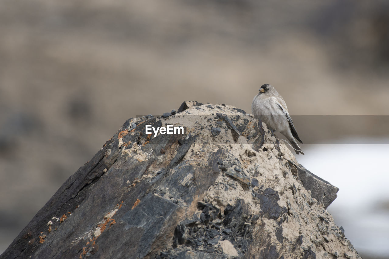 Brandt's mountain finch 