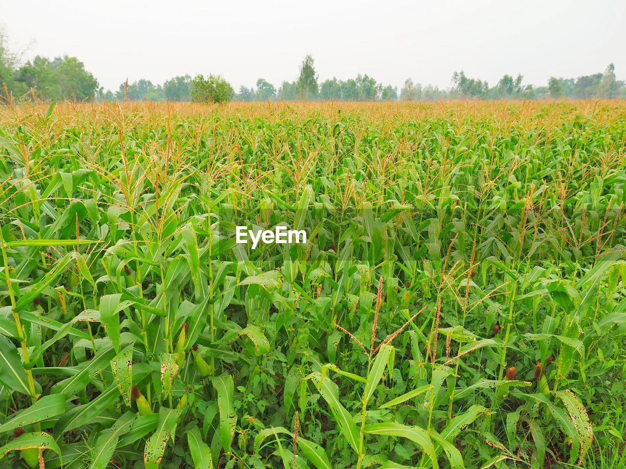 CROPS GROWING ON FIELD