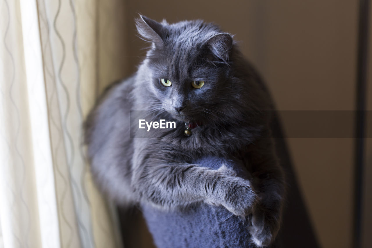 Side lit horizontal portrait of silver-grey pensive looking adult cat draped over an armchair back 