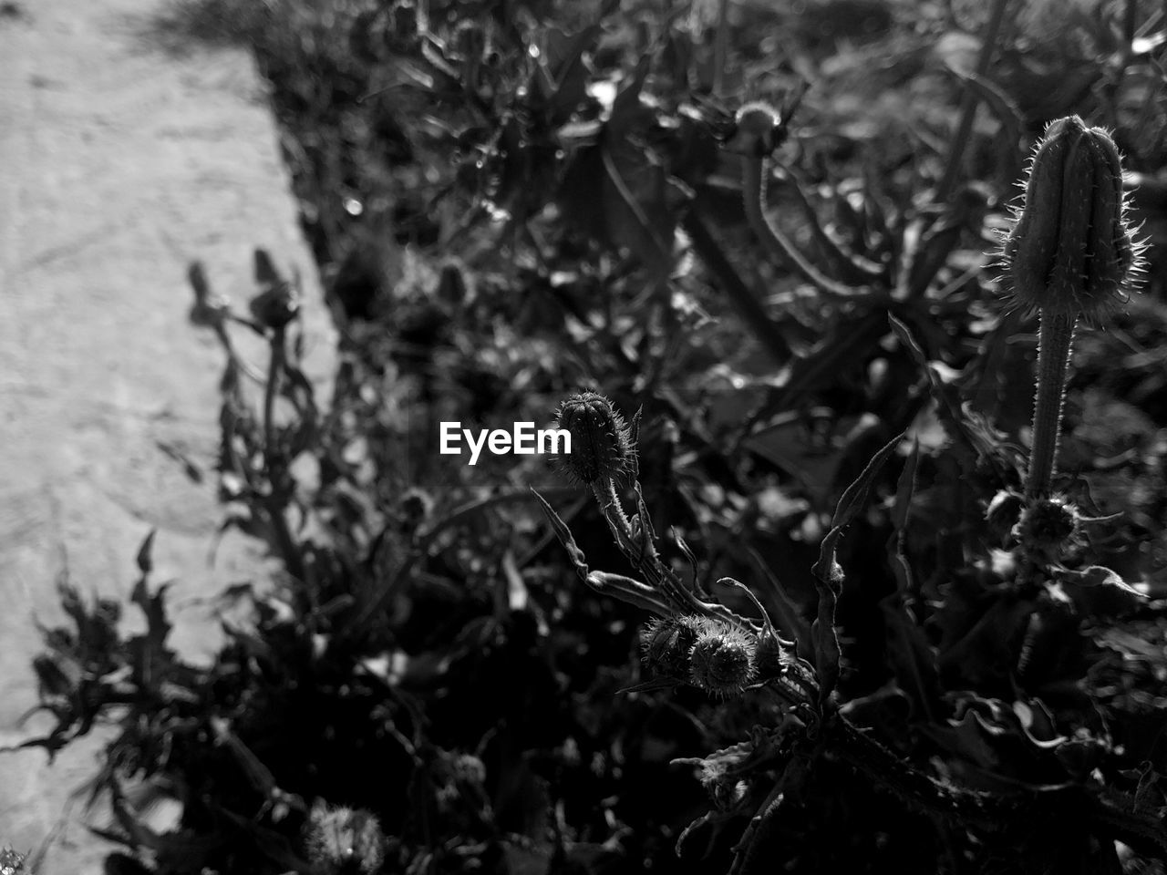 CLOSE-UP OF PLANT AGAINST BLURRED BACKGROUND