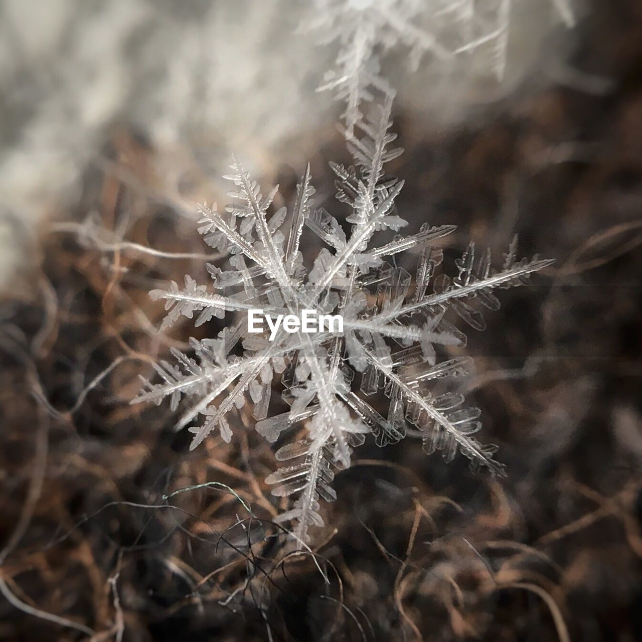 Close-up of snowflake on field
