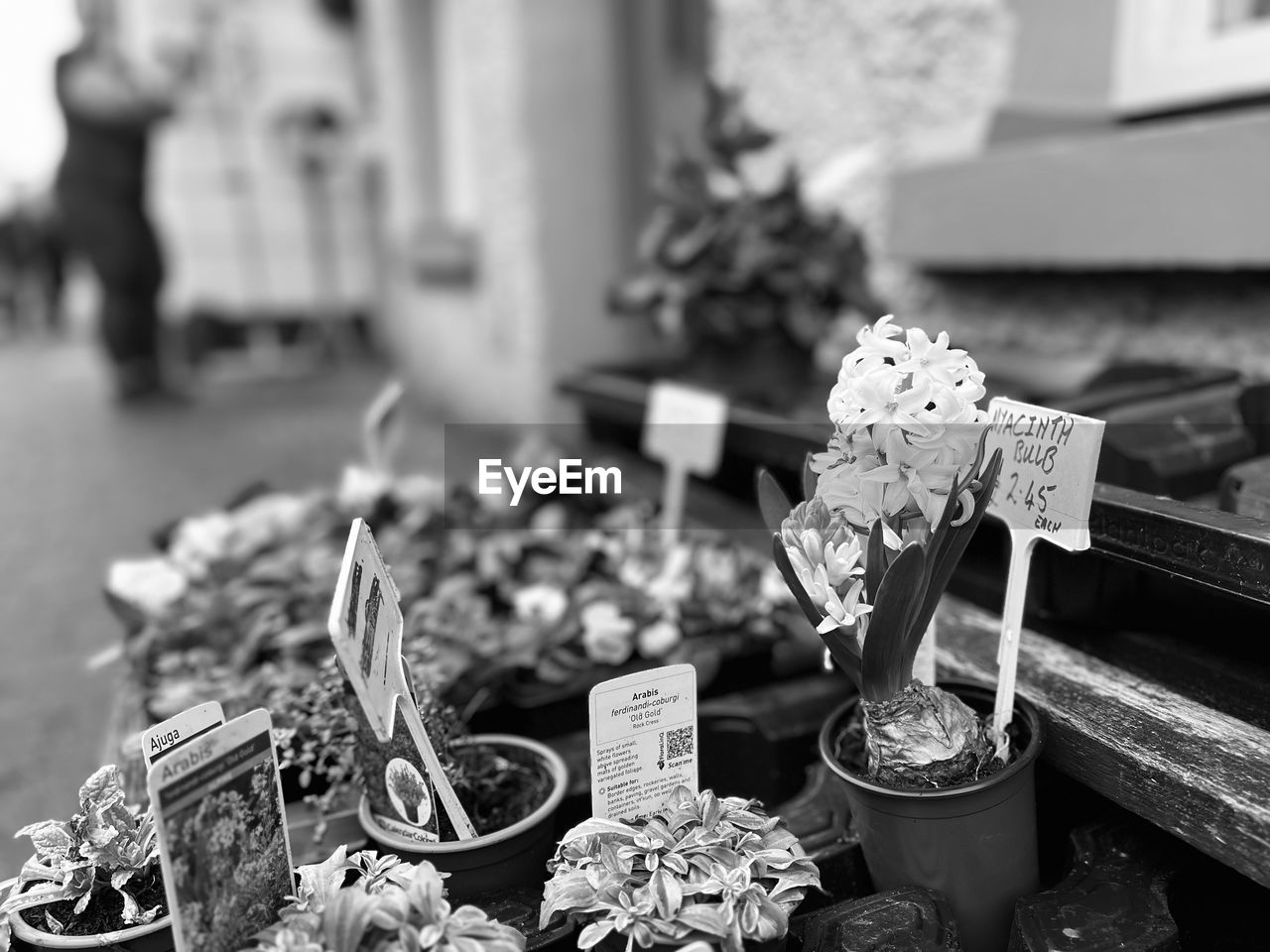 black and white, focus on foreground, plant, monochrome photography, no people, monochrome, day, flower, nature, outdoors, food and drink, flowering plant, cemetery