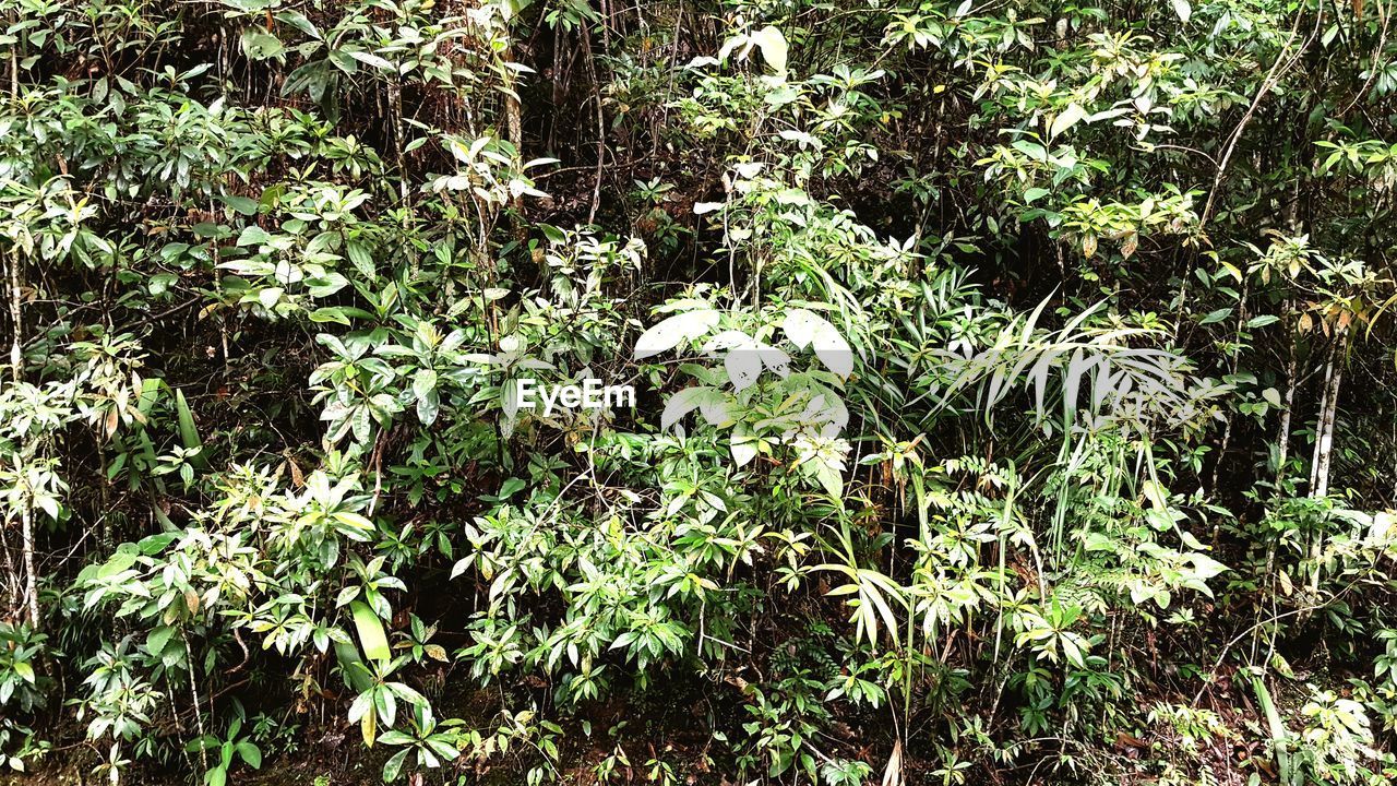 PLANTS GROWING IN FOREST