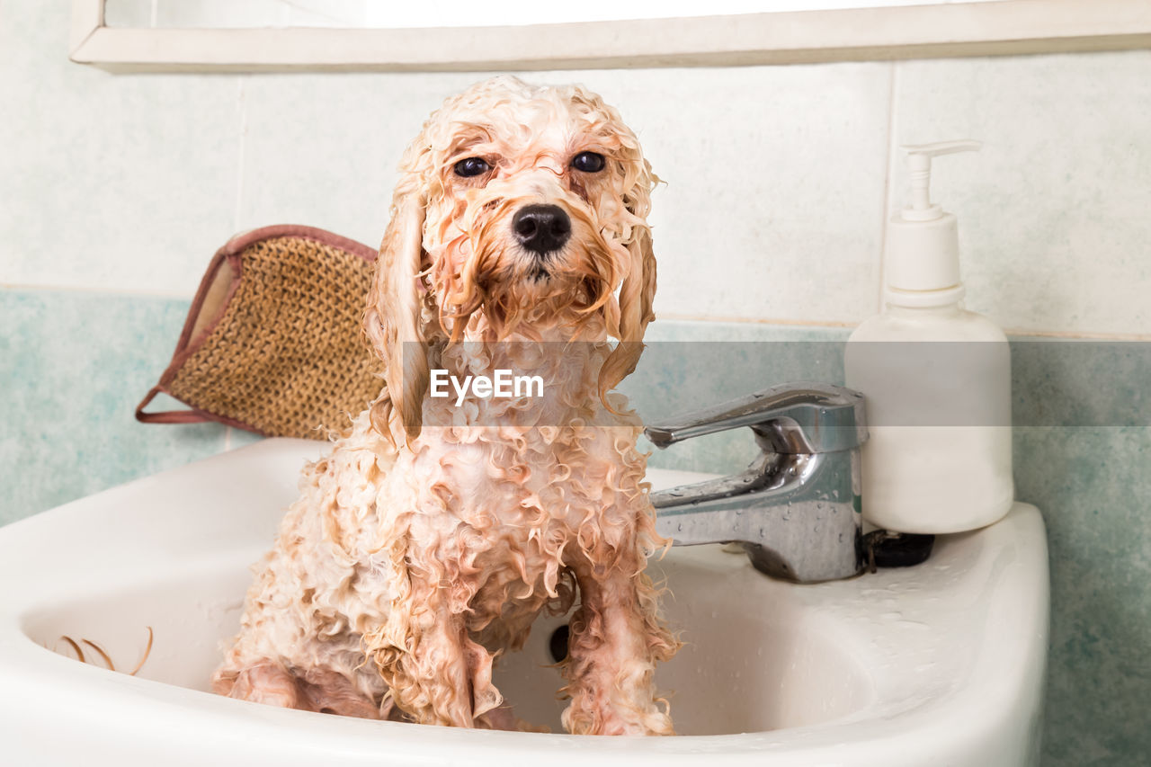 Close-up portrait of dog sitting in sink