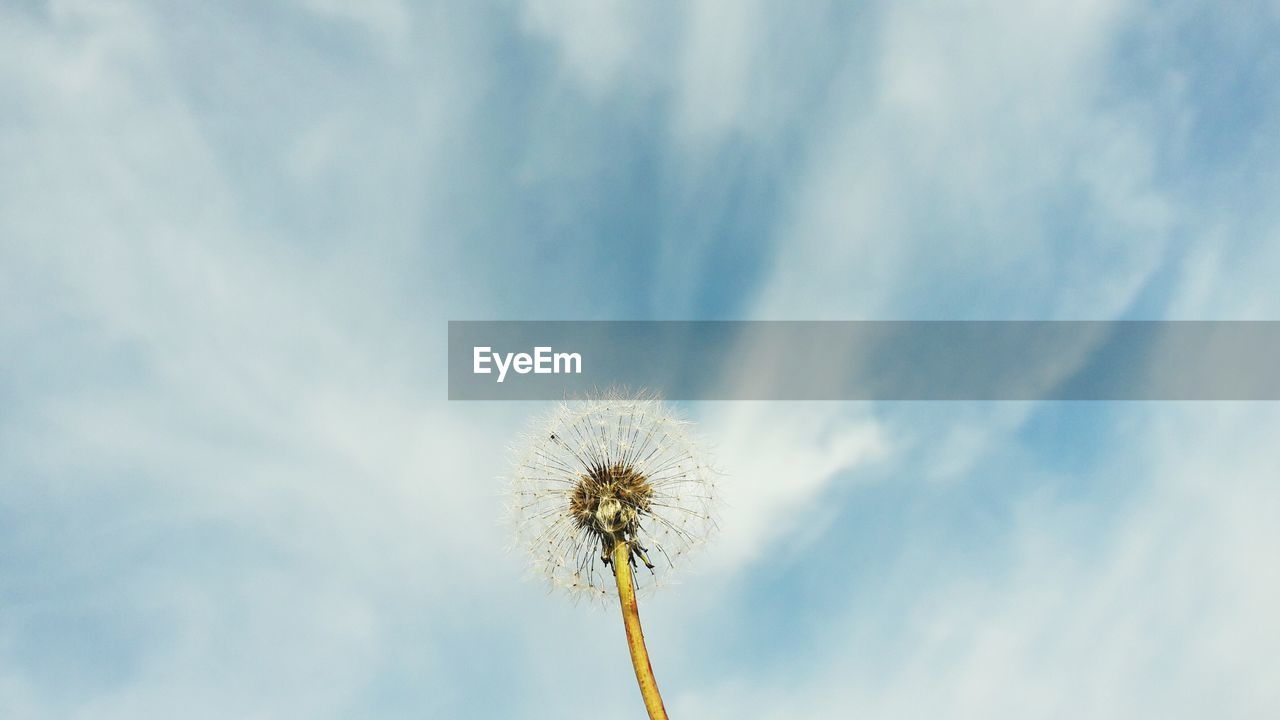 Low angle view of dandelion against sky