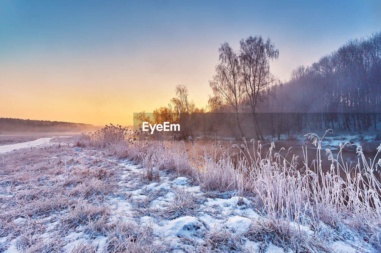 Dawn on winter riverbank. frost on grass, cane. snowy rural road. january fog. forest river sunrise.