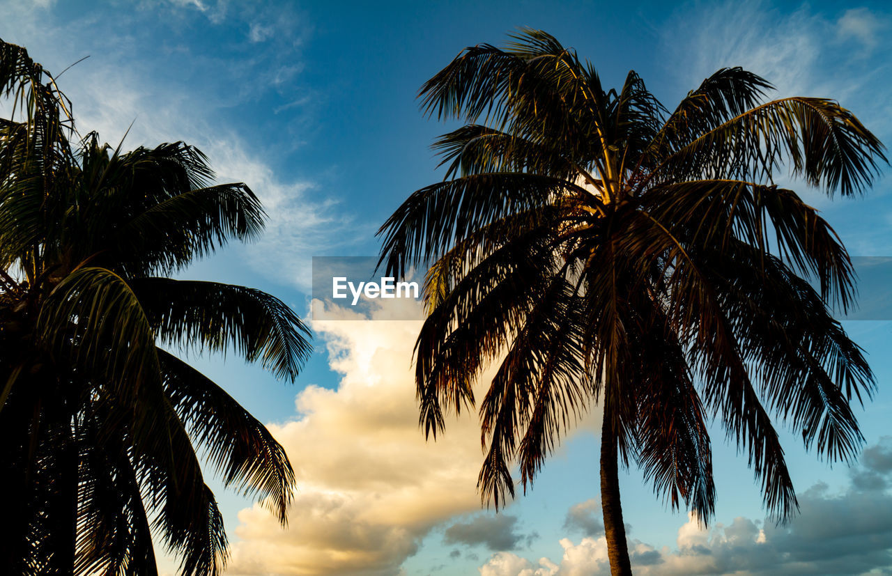 Low angle view of palm trees against sky