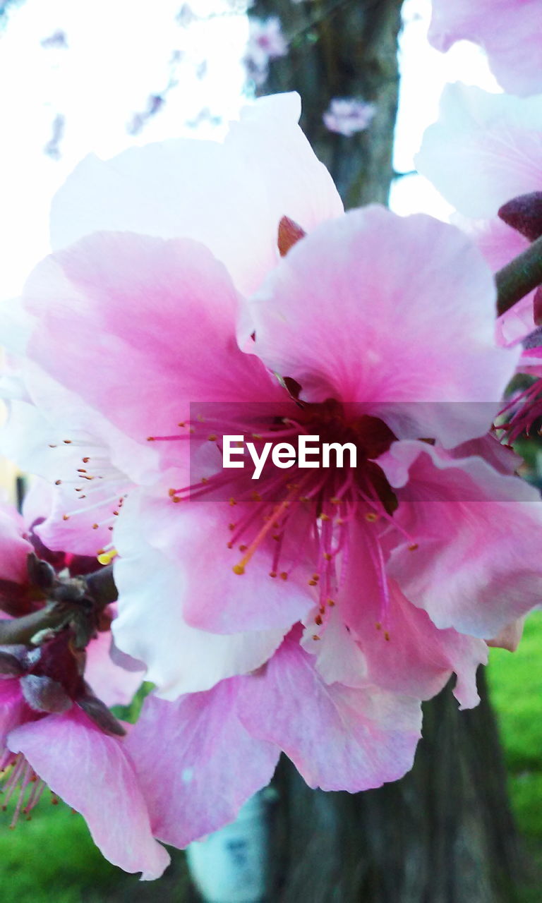 CLOSE-UP OF FRESH PINK FLOWER BLOOMING IN PARK