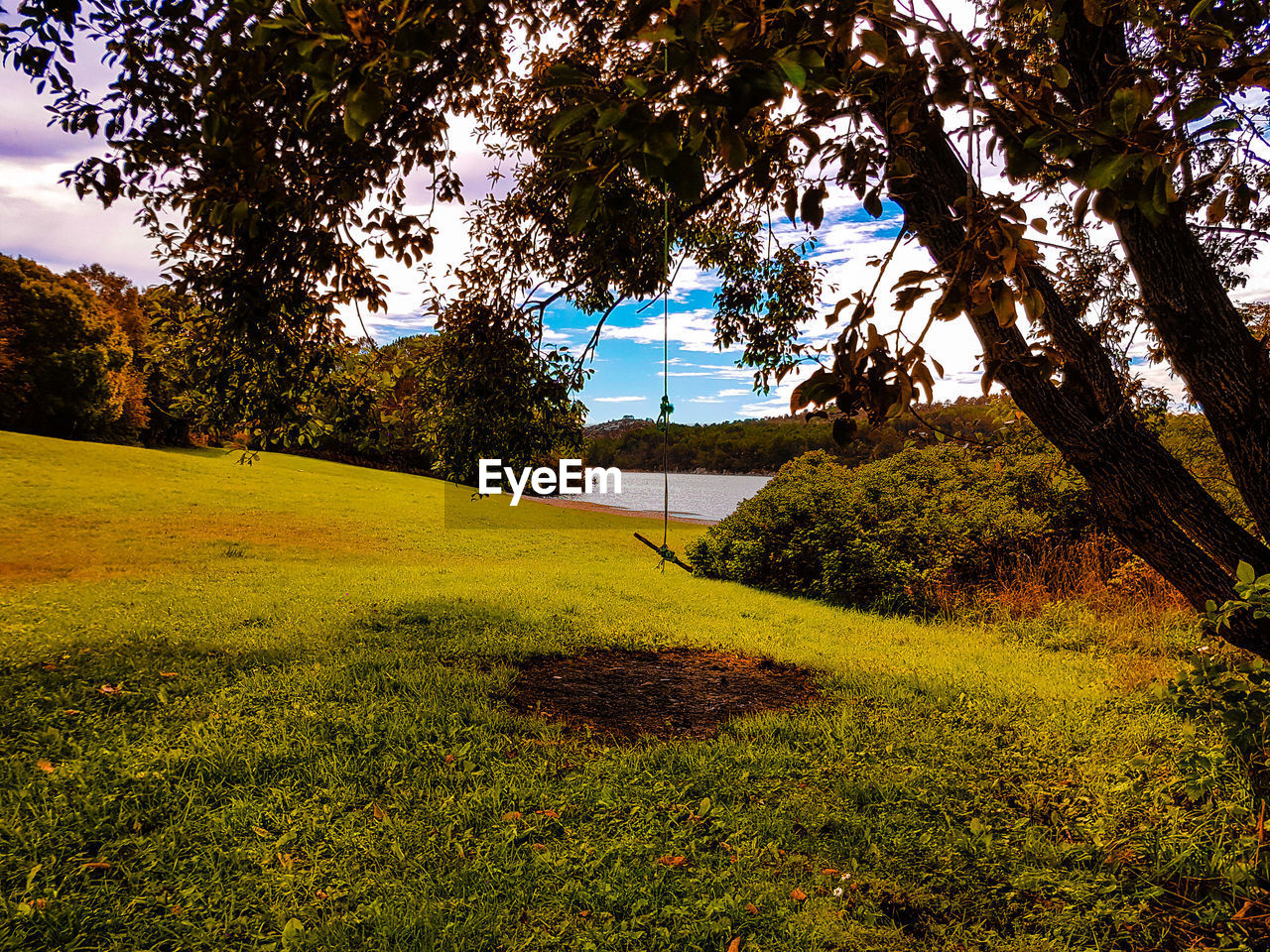 SCENIC VIEW OF TREE BY GRASS AGAINST SKY
