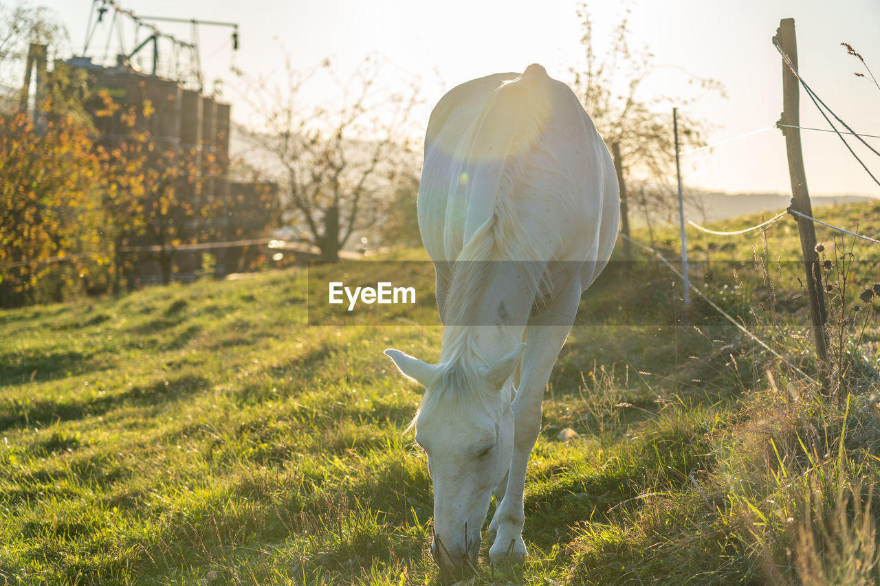 HORSE STANDING IN FIELD