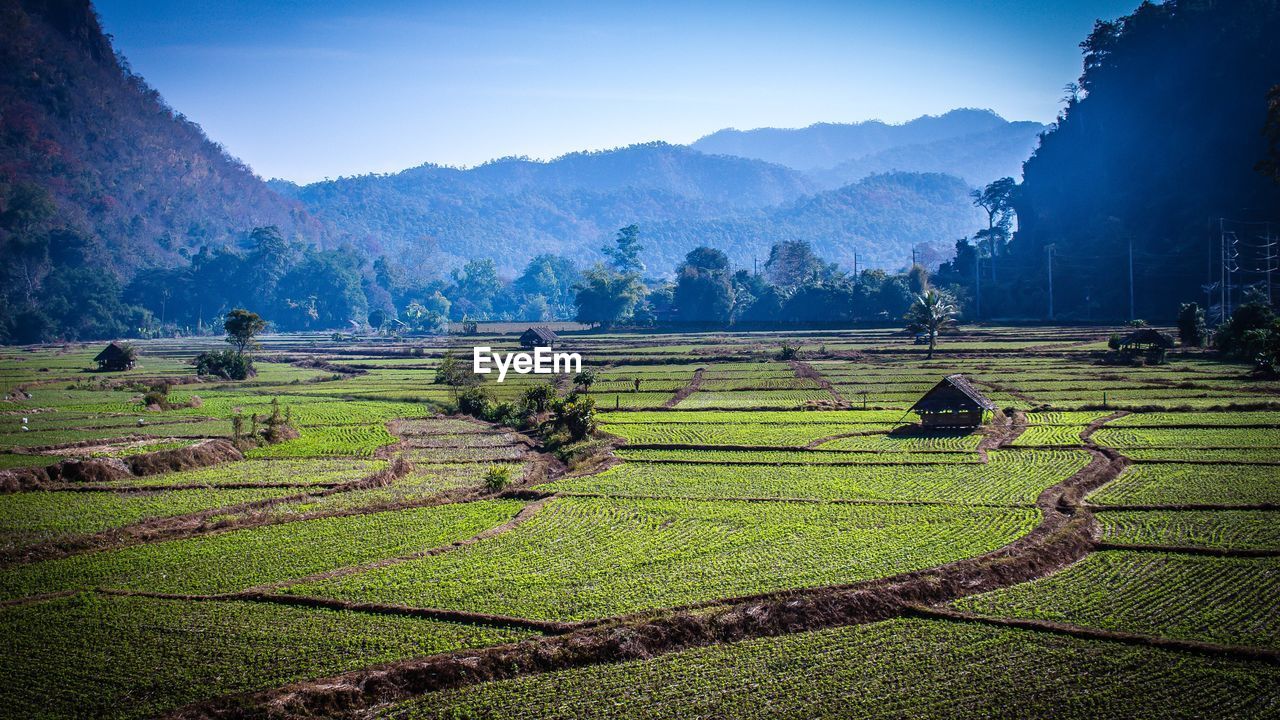 Scenic view of agricultural field against sky