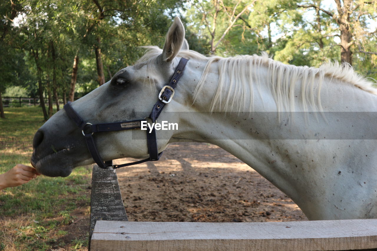 Cropped image of hand feeding white horse at ranch