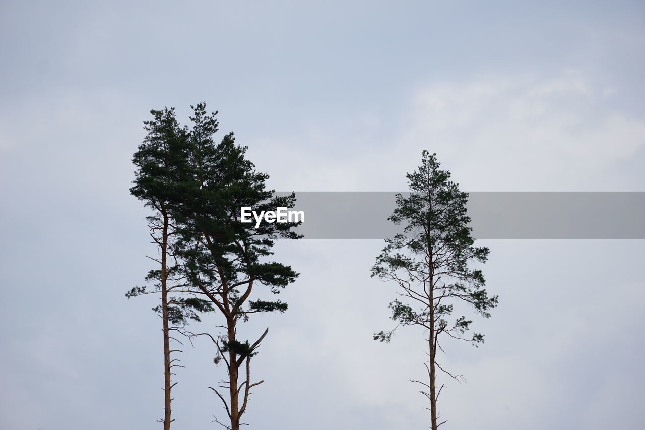 tree, plant, sky, nature, cloud, branch, no people, beauty in nature, low angle view, outdoors, coniferous tree, environment, leaf, pinaceae, day, tranquility, growth, silhouette, pine tree, scenics - nature, non-urban scene, copy space
