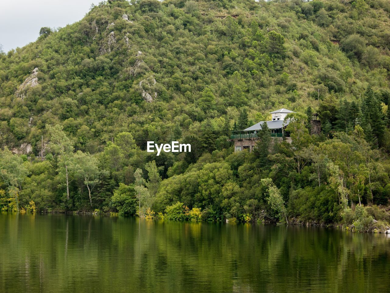 Scenic view of lake by trees and plants growing in forest