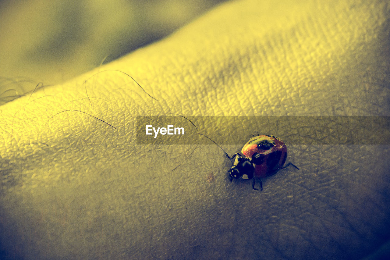 macro photography, yellow, close-up, animal wildlife, animal themes, animal, wildlife, insect, one animal, blue, beetle, hand, nature, leaf, day, outdoors, selective focus, fly, high angle view