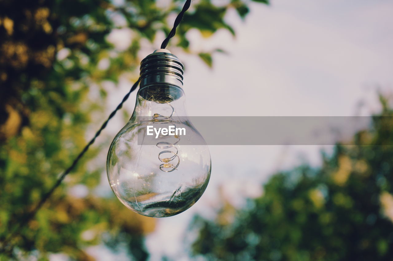 CLOSE-UP OF LIGHT BULB HANGING ON TREE