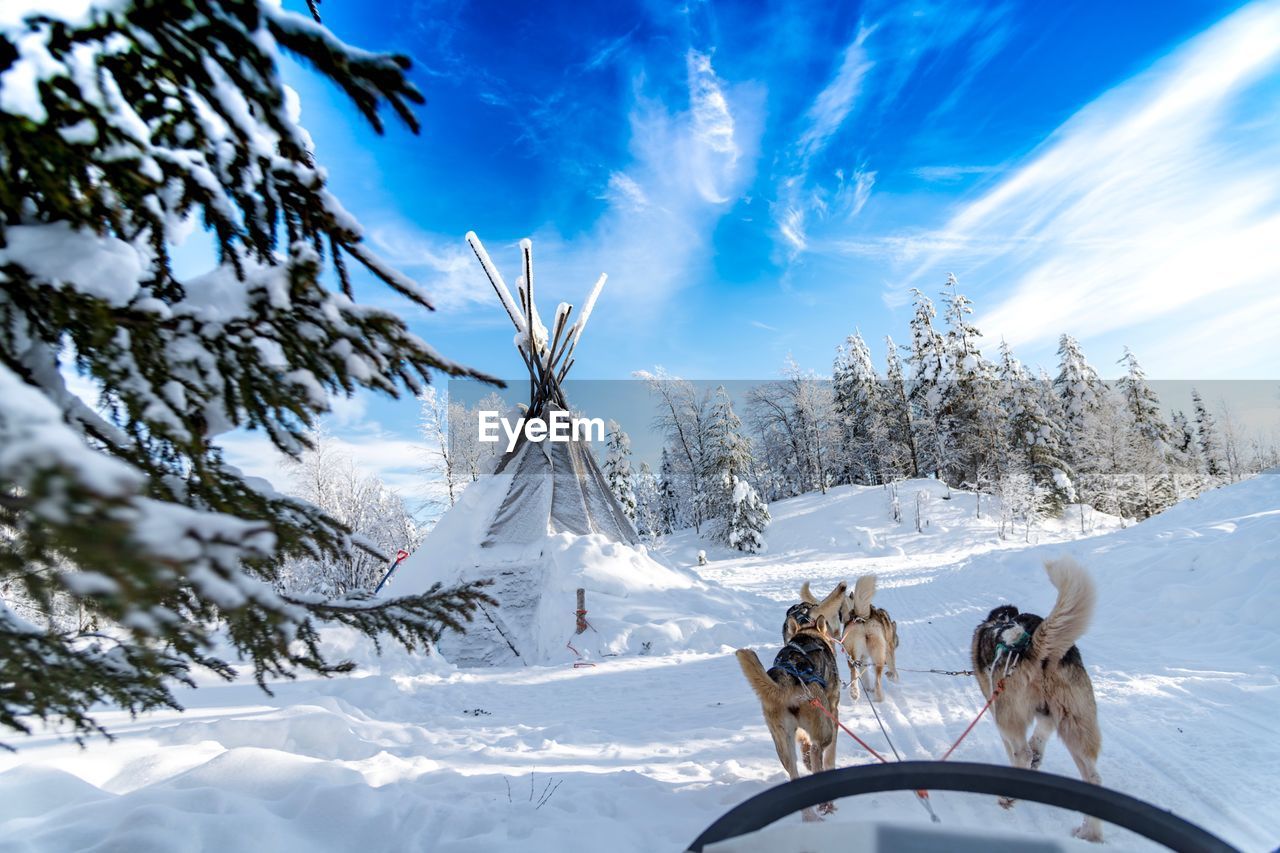 DOGS ON SNOW COVERED LANDSCAPE