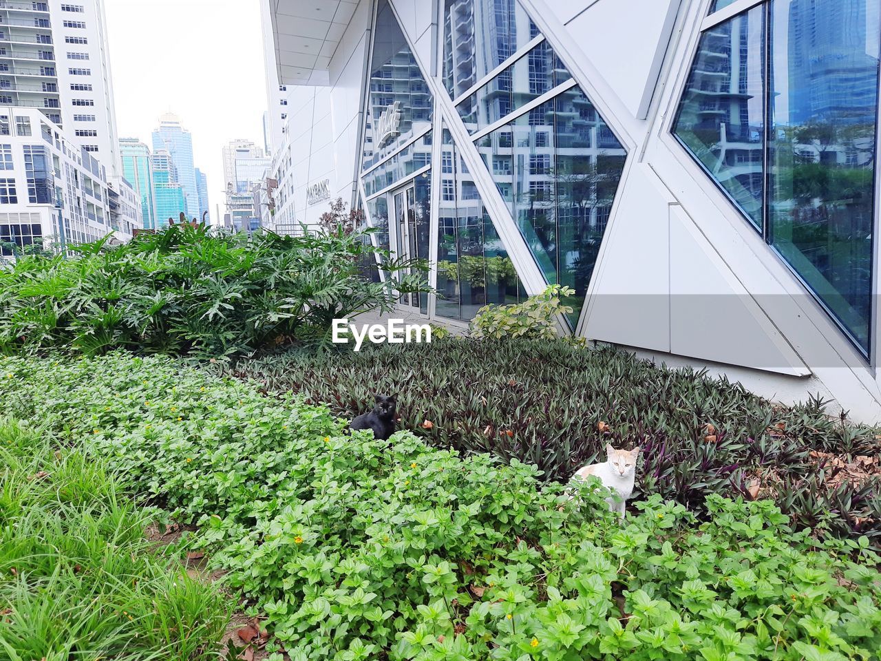 PLANTS GROWING IN MODERN BUILDING