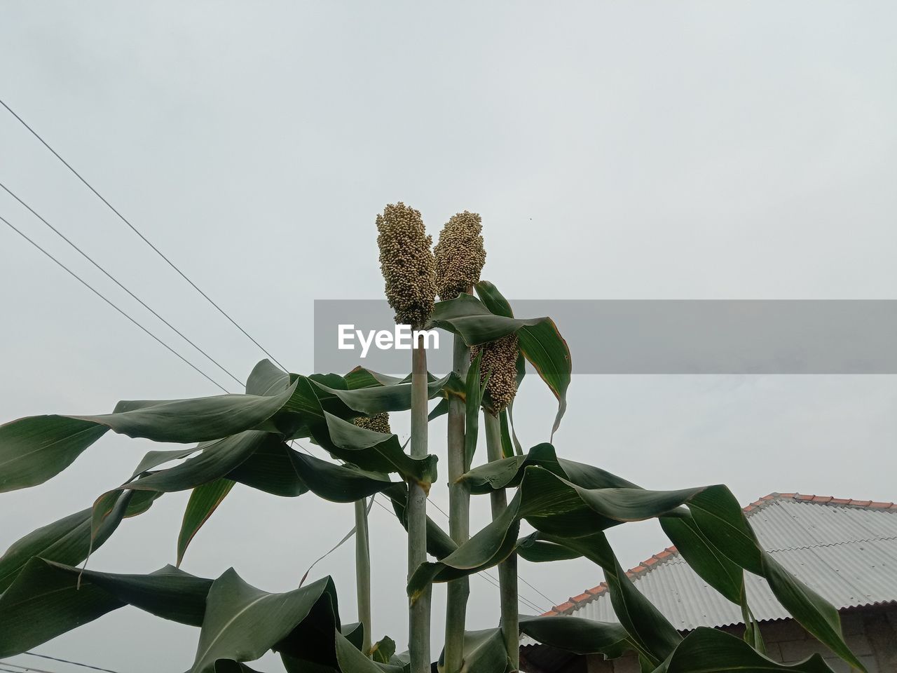 green, plant, nature, flower, leaf, plant part, sky, growth, no people, beauty in nature, outdoors, low angle view, day, environment, tree, plant stem, flowering plant, cloud