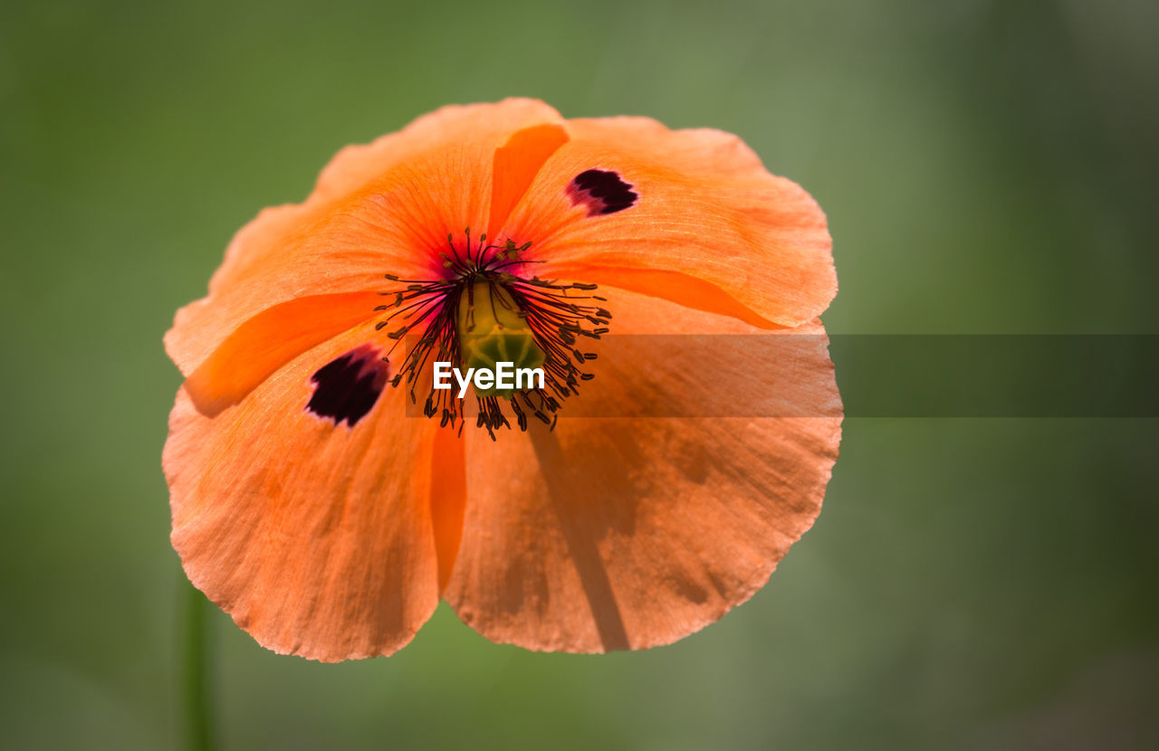 Close-up of orange flower