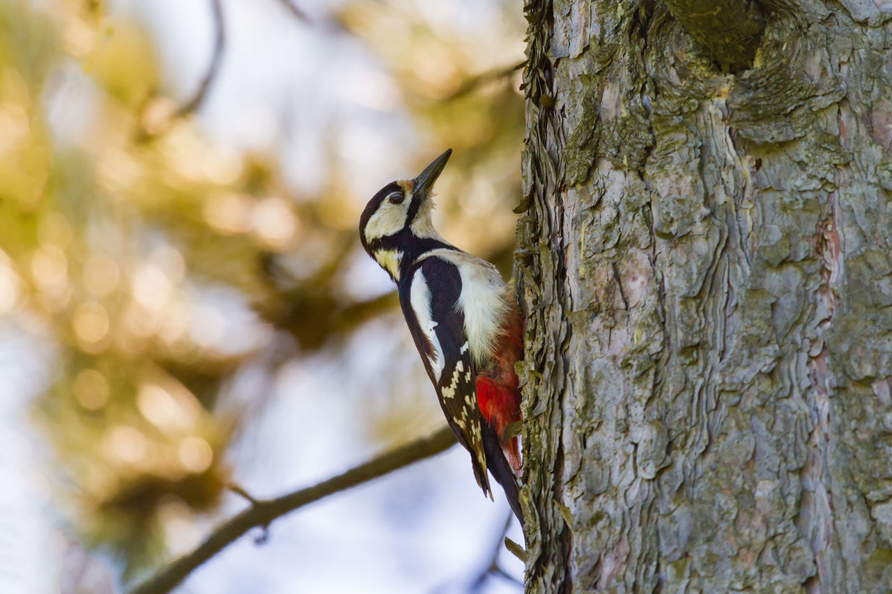 Side view of a bird on branch