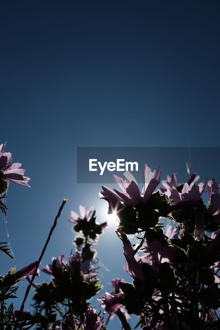 LOW ANGLE VIEW OF FLOWERS AGAINST SKY