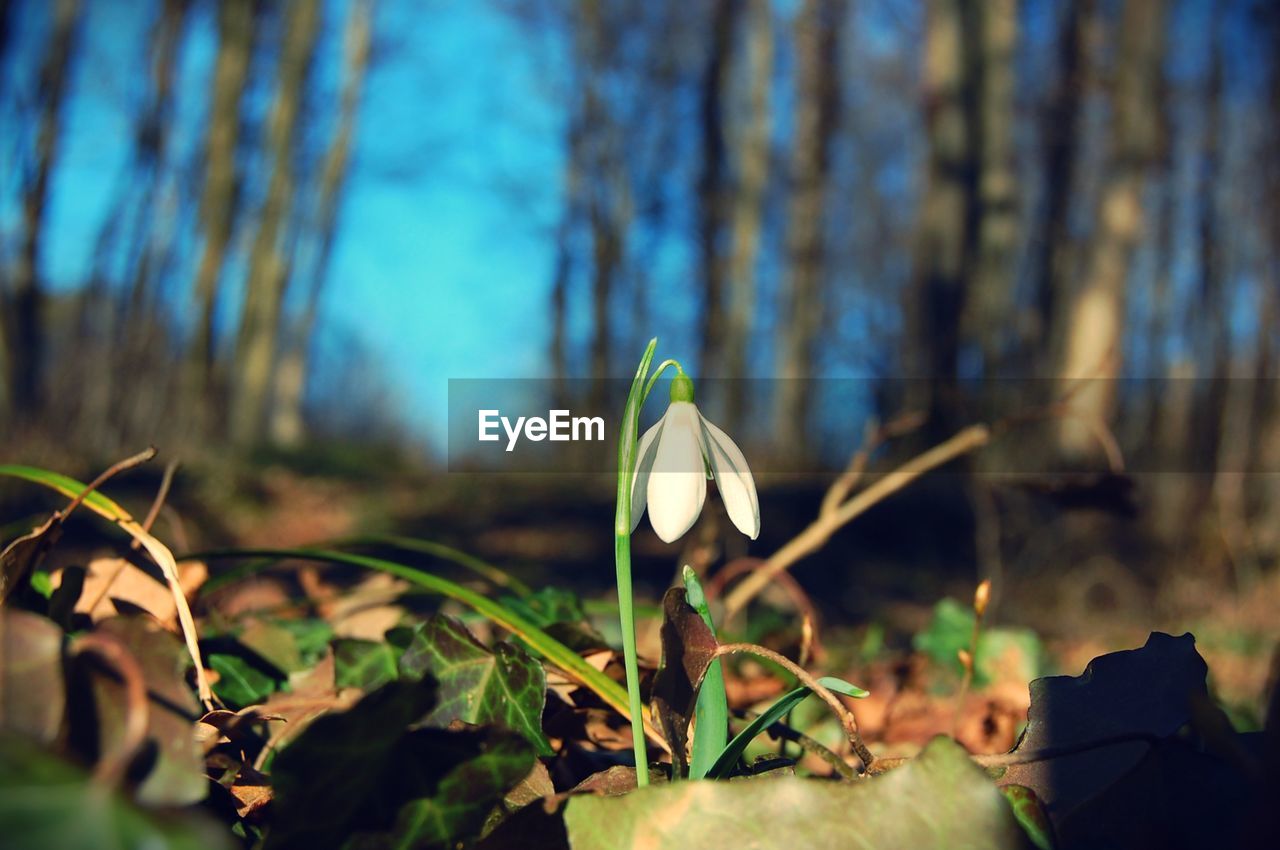 Close-up of snowdrop blooming on field