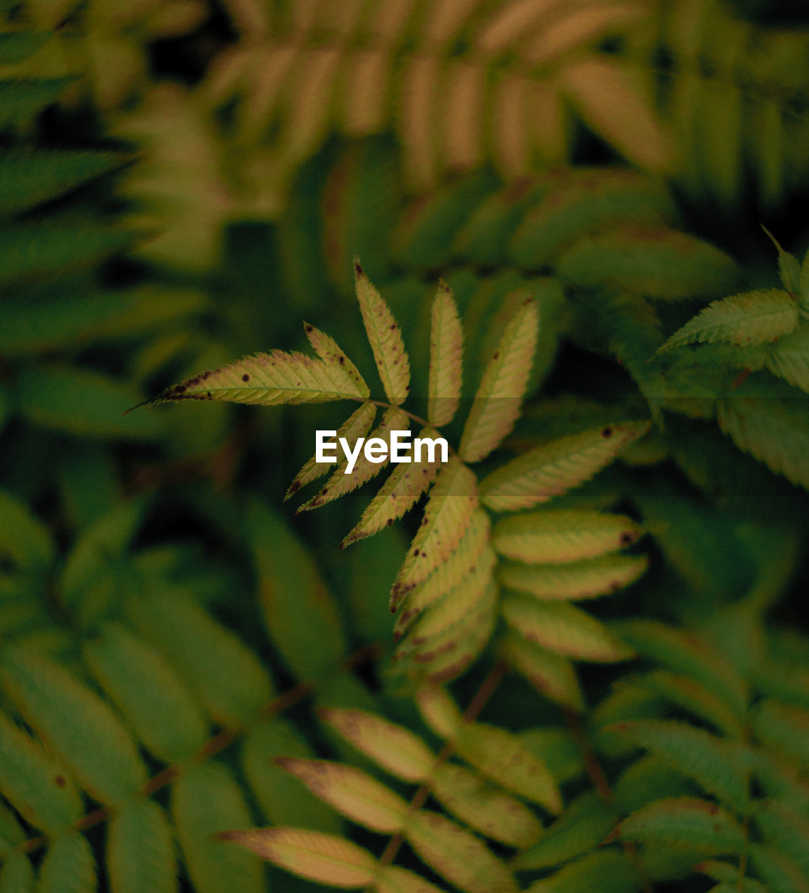 Close-up of fresh green leaves