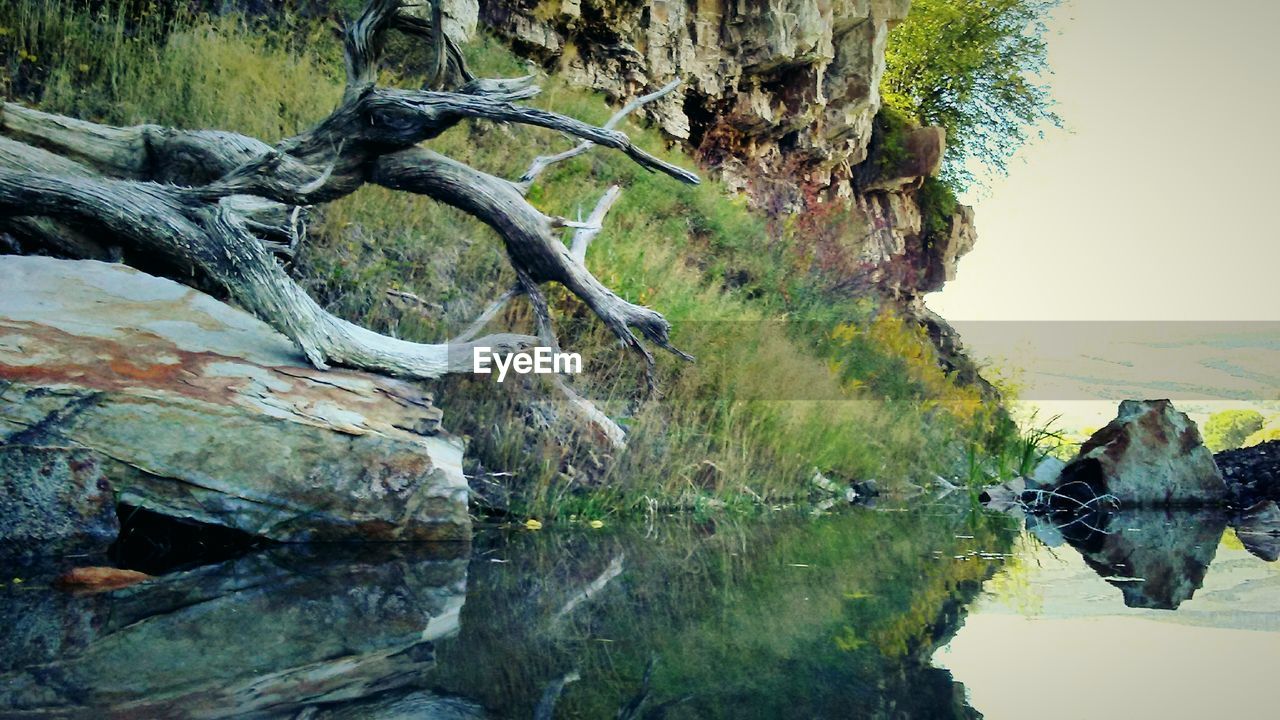 CLOSE-UP OF TREE BY LAKE AGAINST SKY