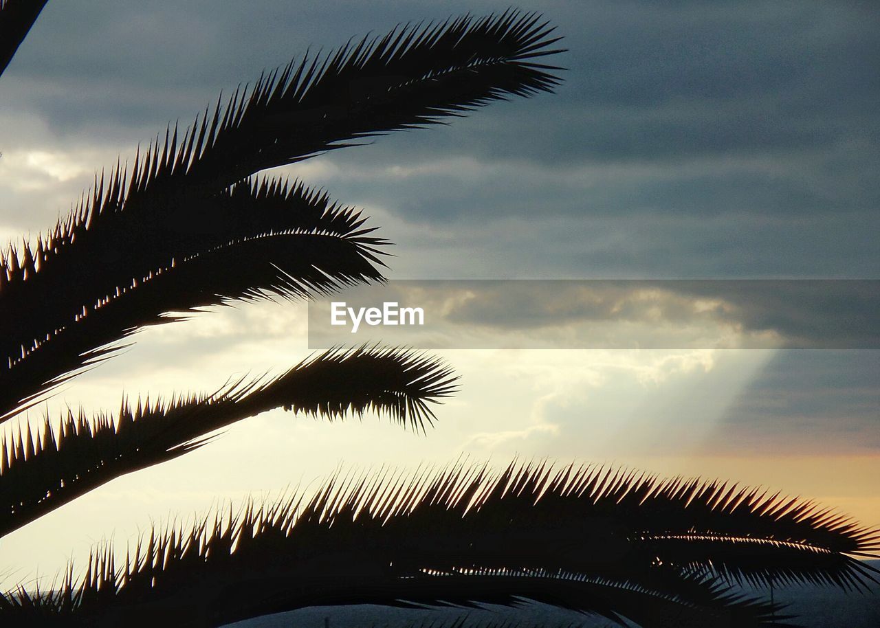 SILHOUETTE OF PALM TREES AGAINST CLOUDY SKY