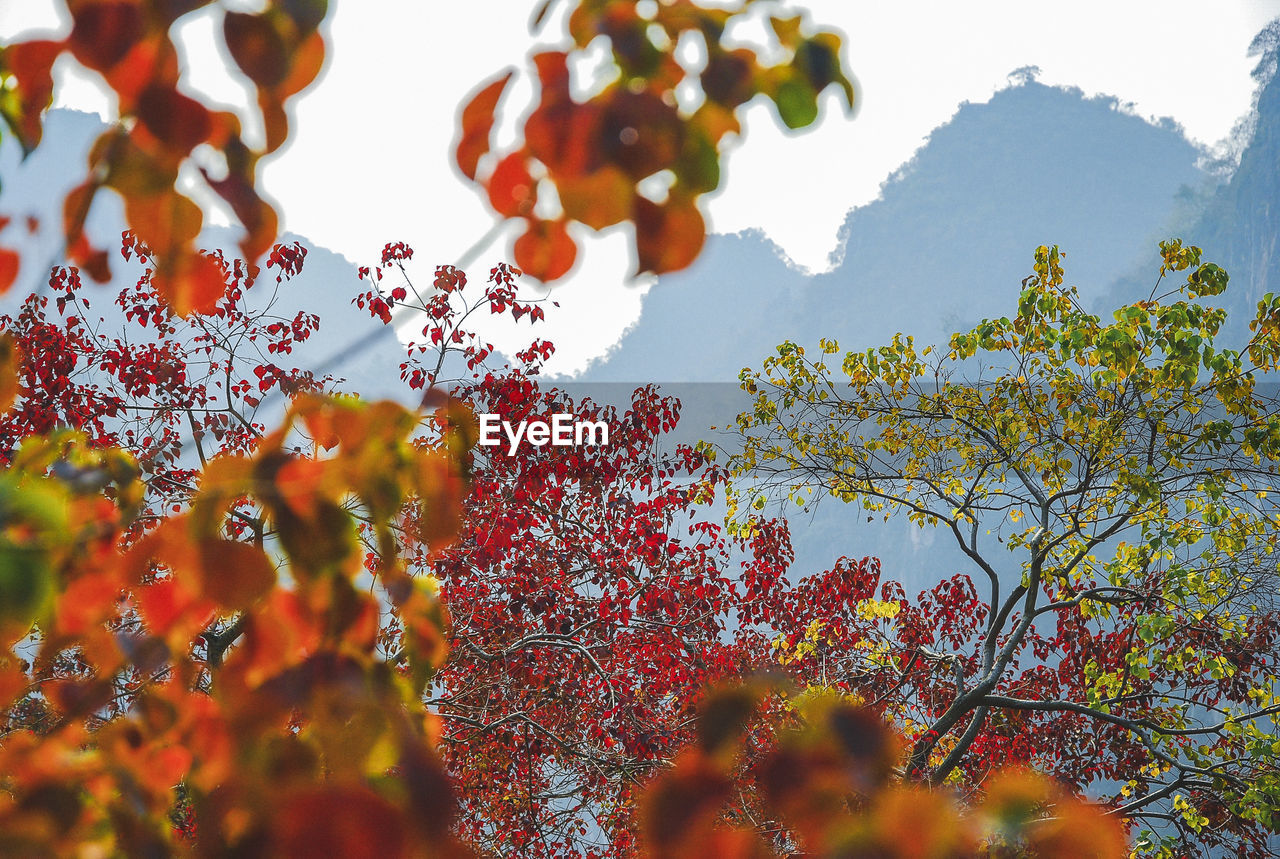 LOW ANGLE VIEW OF TREES AGAINST SKY