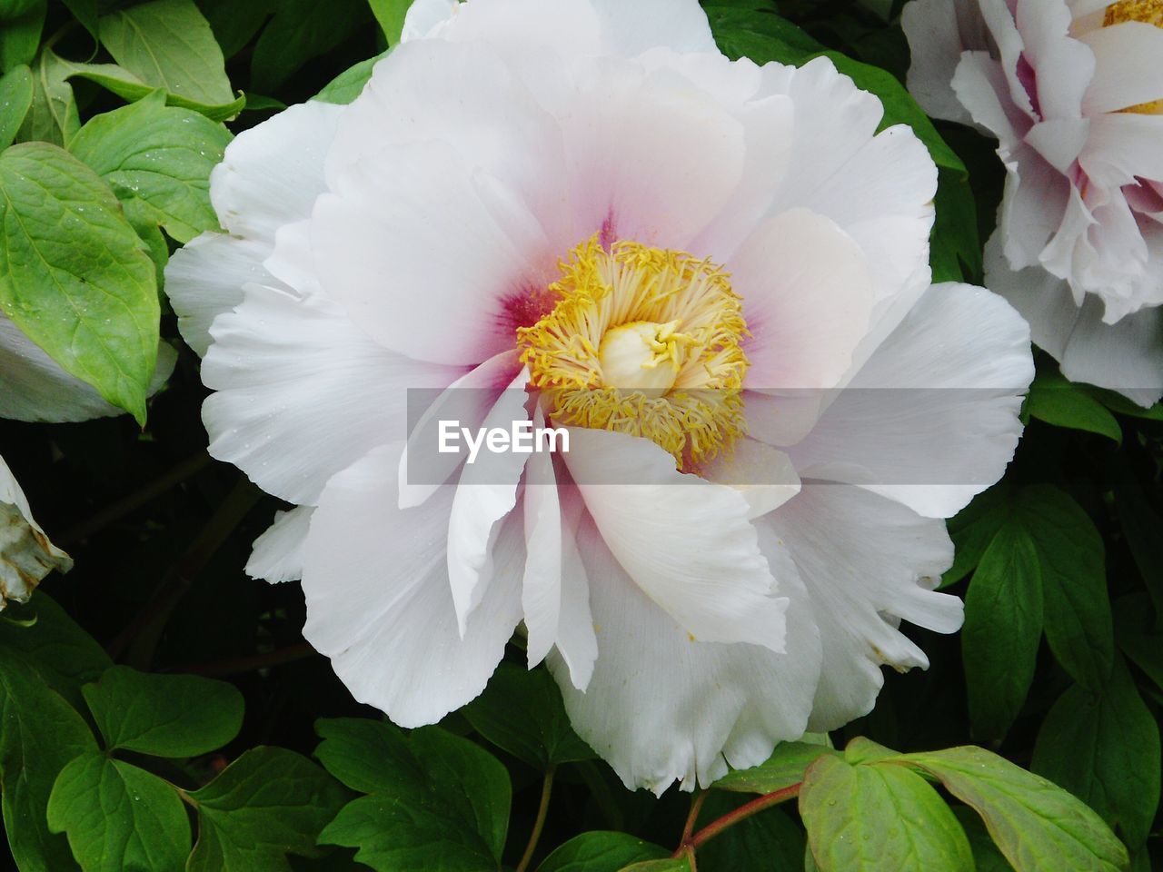 Close-up of flower blooming outdoors