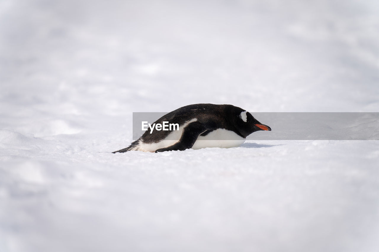 Gentoo penguin lies on snow in sunshine