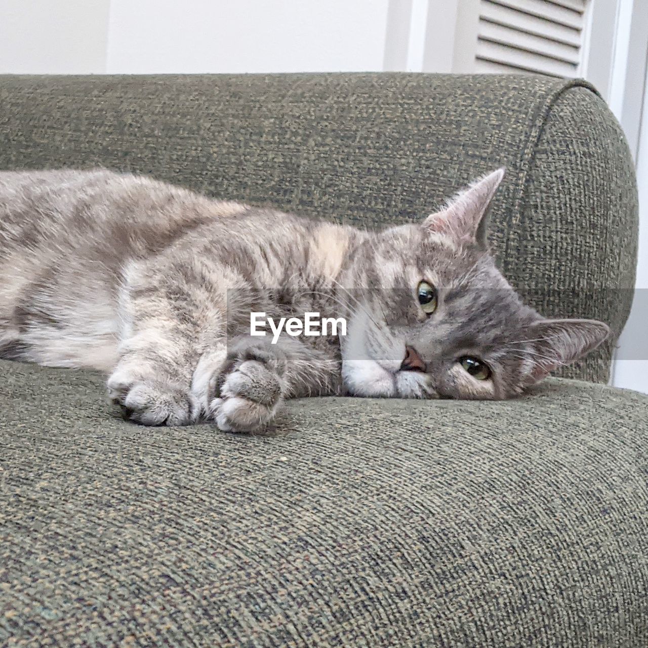 CAT RELAXING ON SOFA