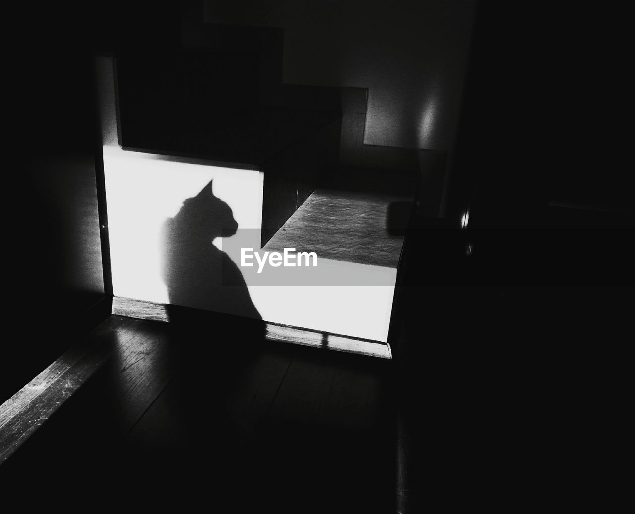 Shadow of cat on steps