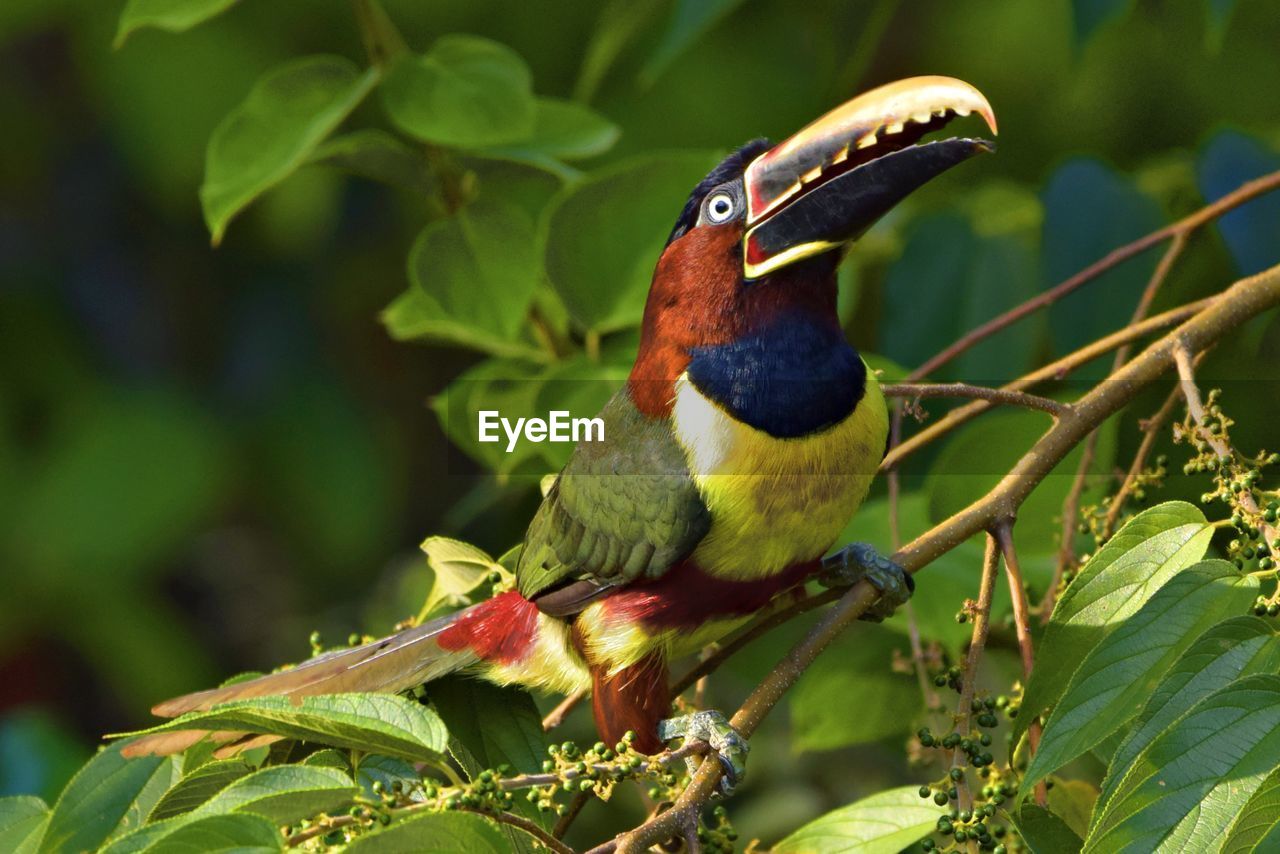 Close-up of bird perching on plant