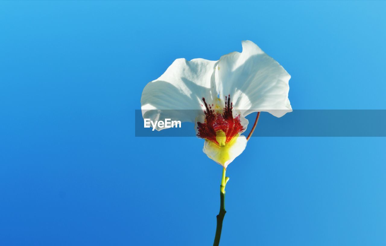 CLOSE-UP OF WHITE FLOWERS AGAINST CLEAR BLUE SKY