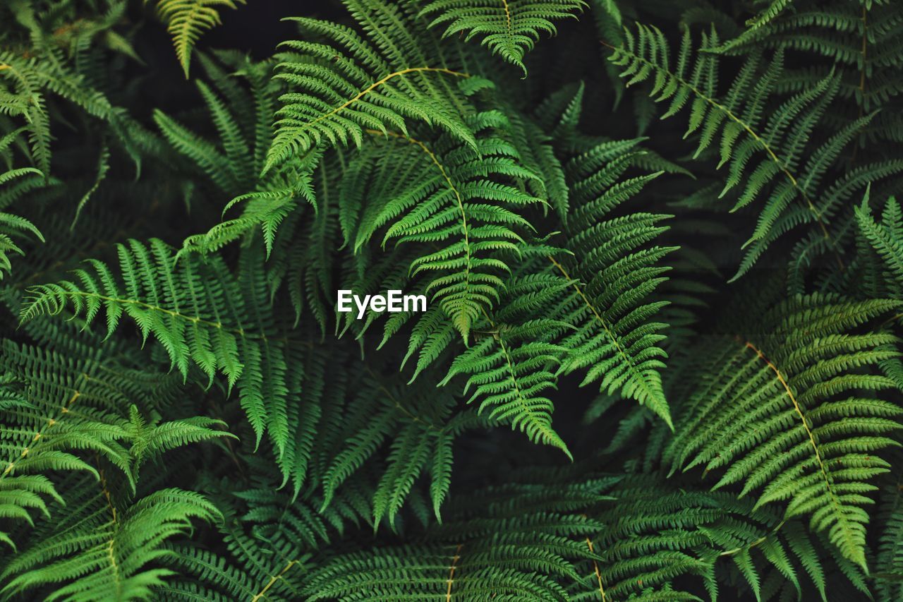 Close-up of green leaves